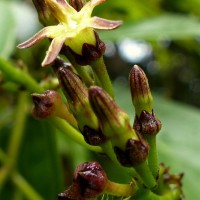 Parsonsia alboflavescens (Dennst.) Mabb.